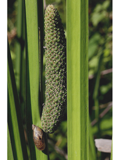 Acorus americanus (Sweetflag)