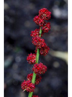 Chenopodium capitatum (Blite goosefoot)