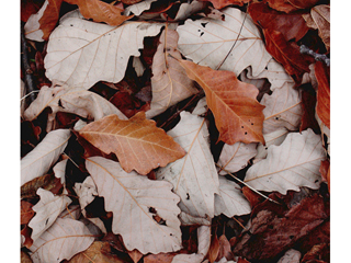 Quercus bicolor (Swamp white oak)