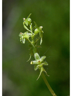 Listera cordata (Heartleaf twayblade)