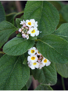 Lantana involucrata (Buttonsage)