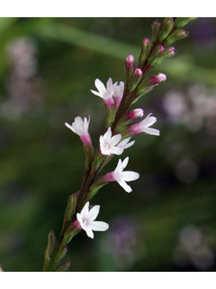 Verbena engelmannii (Hybrid vervain)