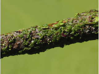 Wolffia borealis (Northern watermeal)