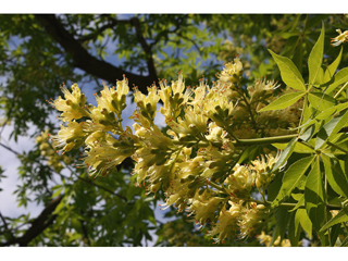 Aesculus marylandica (Maryland chestnut)