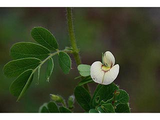 Aeschynomene viscidula (Sticky jointvetch)