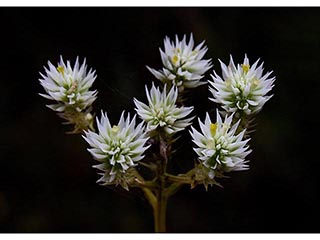 Polygala balduinii (Baldwin's milkwort)