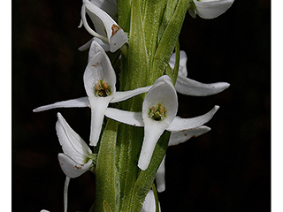 Platanthera dilatata var. dilatata (Scentbottle)