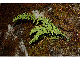 Cystopteris tenuis (Upland brittle bladderfern)