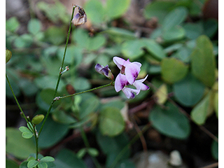 Lespedeza procumbens (Trailing lespedeza)