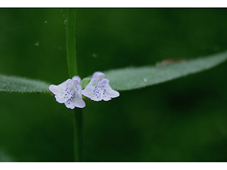 Scutellaria nervosa (Veiny skullcap)