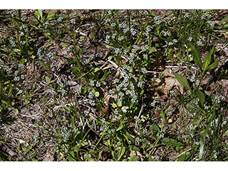 Valerianella umbilicata (Navel cornsalad)