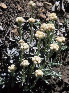 Antennaria microphylla (Littleleaf pussytoes)