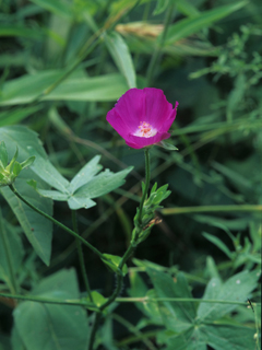 Callirhoe bushii (Bush's poppy mallow)