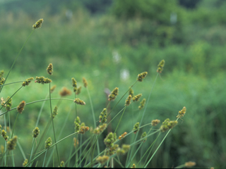 Carex annectens (Yellowfruit sedge)