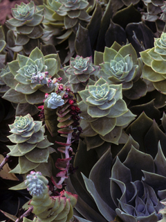 Dudleya pulverulenta (Chalk dudleya)