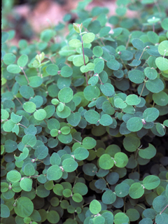 Symphoricarpos mollis (Creeping snowberry)