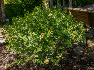 Baptisia cinerea (Grayhairy wild indigo)