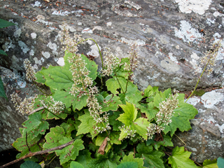 Heuchera villosa (Hairy alumroot)