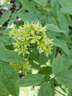 Caulophyllum thalictroides (Blue cohosh)