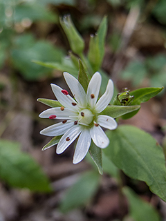 Stellaria pubera (Star chickweed)