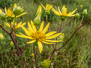 Silphium trifoliatum var. trifoliatum (Whorled rosinweed)