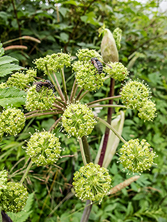 Angelica triquinata (Filmy angelica)