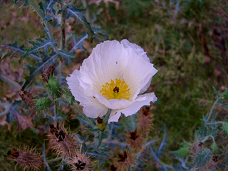 Argemone pleiacantha (Southwestern prickly-poppy)