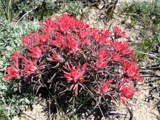 Castilleja angustifolia var. dubia (Showy northwestern indian-paintbrush)