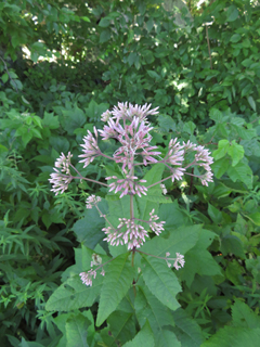 Eutrochium dubium (Coastal plain joe pye weed)