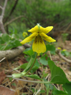 Viola pubescens var. scabriuscula (Smooth yellow violet)