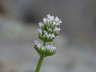 Plectritis macrocera ssp. grayi (Gray's seablush)