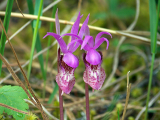 Calypso bulbosa var. occidentalis (Western fairy-slipper)