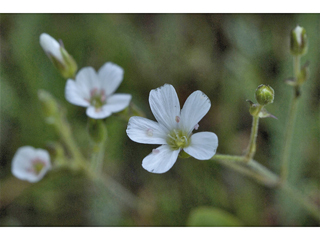 Arenaria aculeata (Prickly sandwort)