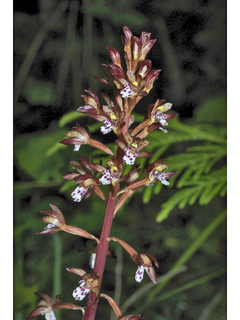 Corallorhiza maculata (Summer coralroot)