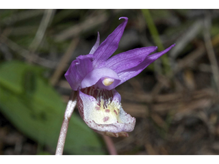 Calypso bulbosa var. americana (Fairy slipper)