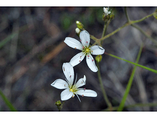 Arenaria capillaris ssp. americana (Fescue sandwort)