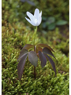 Anemone lancifolia (Lanceleaf anemone)