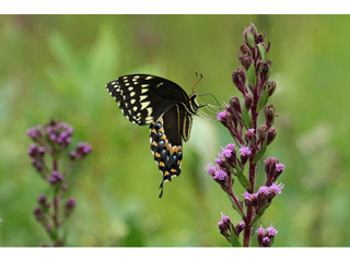 Carphephorus paniculatus (Hairy chaffhead)