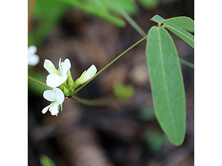 Galactia erecta (Erect milkpea)