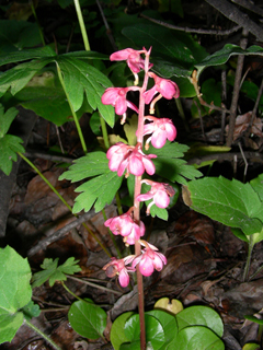 Pyrola asarifolia ssp. asarifolia (Liverleaf wintergreen)