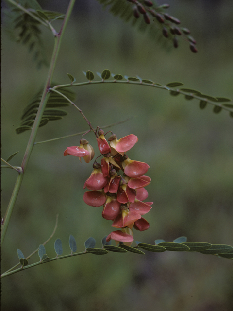 Sesbania vesicaria (Bagpod) #26809