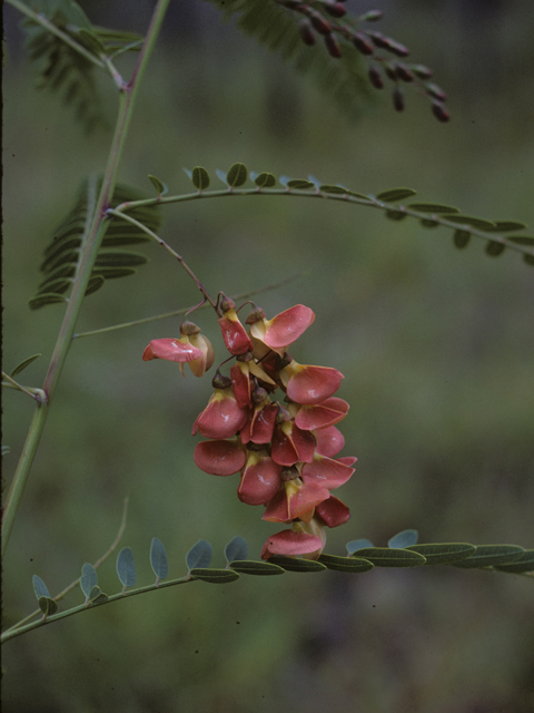 Sesbania vesicaria (Bagpod) #26810