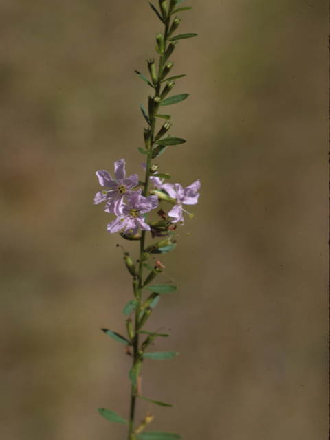 Lythrum lineare (Wand lythrum) #26813