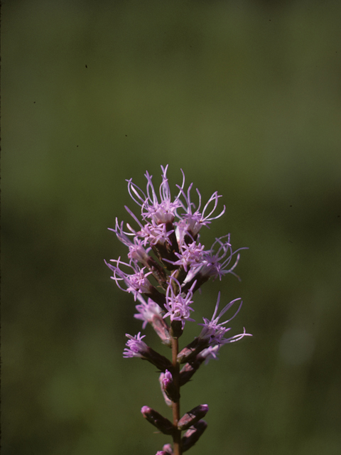 Liatris elegantula (Shaggy blazing star) #26821