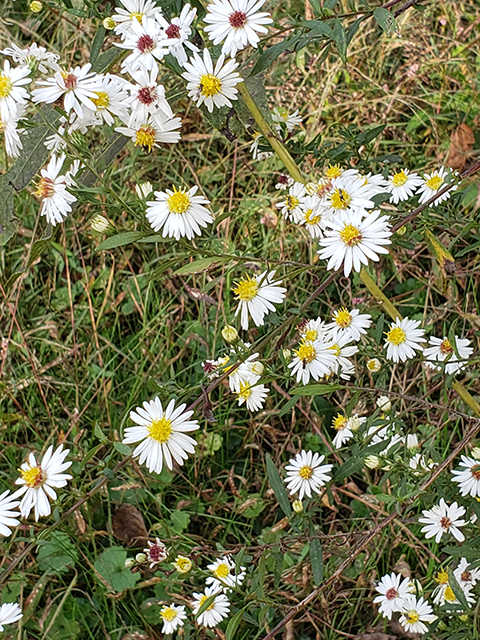 Symphyotrichum lanceolatum ssp. lanceolatum (White panicle aster) #87883