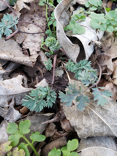 Corydalis flavula (Yellow fumewort) #87890