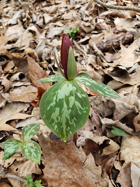 Trillium cuneatum (Little sweet betsy) #87891