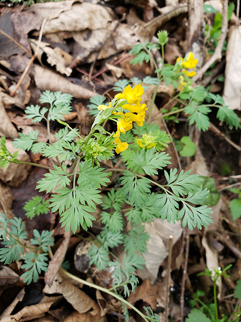 Corydalis flavula (Yellow fumewort) #87895