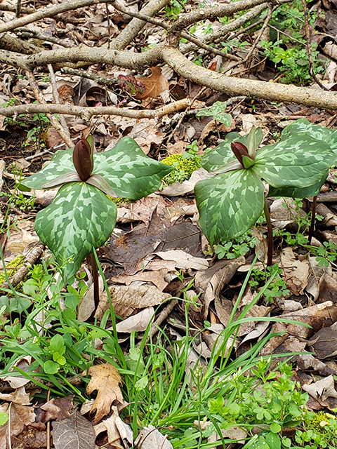 Trillium cuneatum (Little sweet betsy) #87896