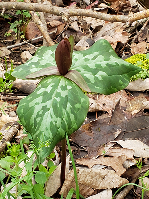 Trillium cuneatum (Little sweet betsy) #87897